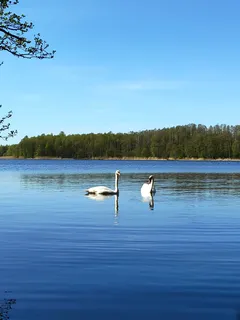 Kaksi joutsenta uivat järvellä, taustalla puita