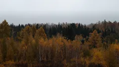 Tiheä metsä korkeine puineen Suomessa