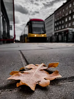 Kuiva lehti bussipysäkin lähellä asfaltilla