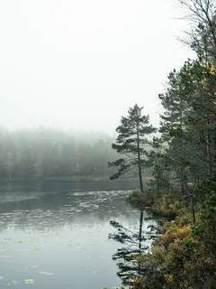Harmaana sumuisena päivänä mänty järven rannalla keski-Ruotsissa