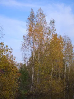 Keltaiset lehdet puissa rauhallisen veden yllä syksyllä