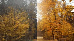 Syksyiset metsät sateessa ja auringonpaisteessa, oranssit ja keltaiset lehdet puissa.