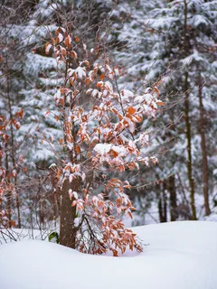 Lumipeitteinen metsä ja taustalla puut Finlandissa