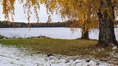 Ruskeat puut veden äärellä kirkkaana päivänä