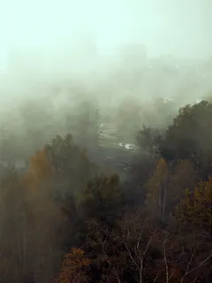 vihreitä puita valkoisen taivaan alla päivänvalossa