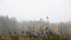 Sumuinen metsä ja kosteat heinät hiljaisessa aamussa