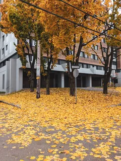 Ruskeita kuivia lehtiä valkoisen betonirakennuksen vieressä päivällä