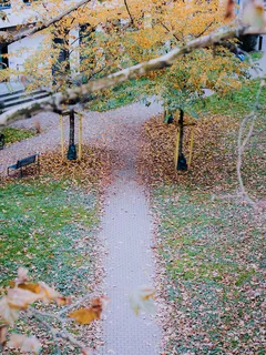 Polku puistossa, taustalla puu kirkkaassa säässä