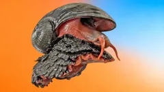 Rautakilpikonna, Chrysomallon squamiferum, värikkäällä taustalla