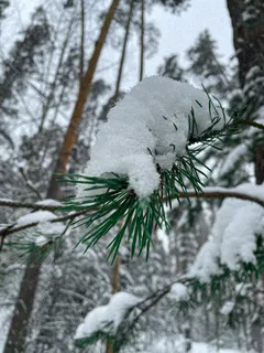 luminen mänty talvimaisemassa lähellä