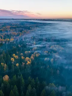 Ilmakuva sumuisesta metsästä auringonnousun aikaan