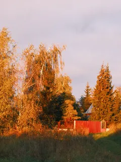 Syksyn puut lämpimässä kultaisen tunnin valossa