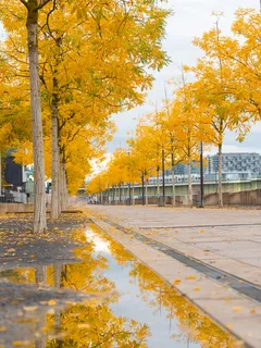 Ruskeat puut harmaalla betonipolulla päivällä