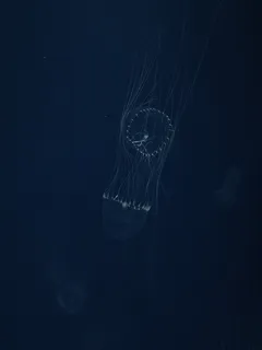Meduusa kelluu vedessä yöllä