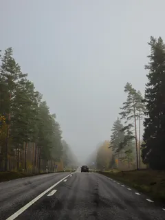 Sumuinen syksyinen tie ja puut taustalla